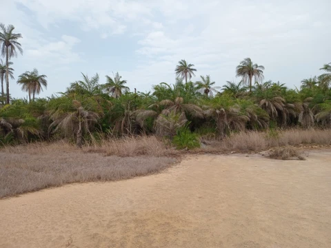 Floresta na zona de portu de caham