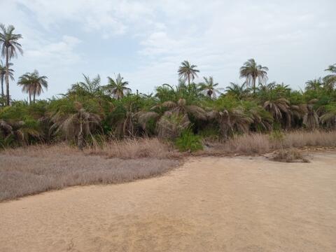 Floresta na zona de portu de caham