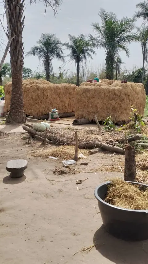 Armagenamento de arroz